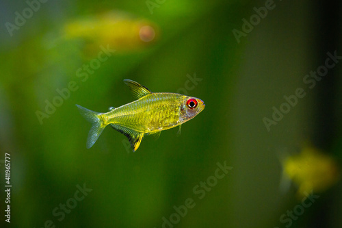 lemon tetra (Hyphessobrycon pulchripinnis ) isolated in a fish tank with blurred background