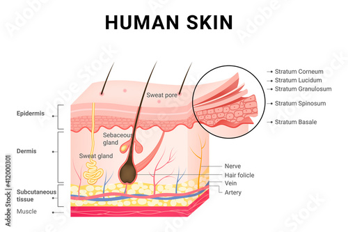 Human skin layers structure skincare medical concept. 