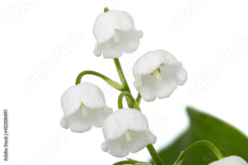 White flowers of lily of the valley, lat. Convallaria majalis, isolated on white background