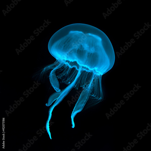 Blue transparent jellyfish close-up. Isolated on a black background.