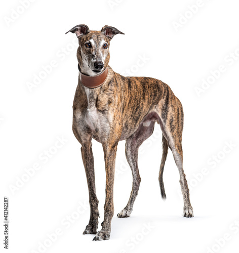 Old greying brown greyhound isolated on white