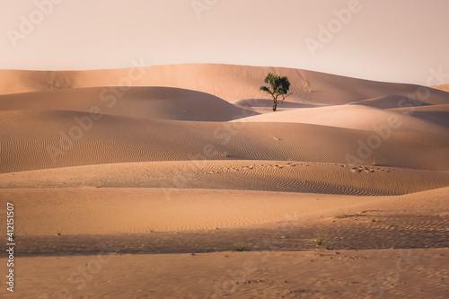 Golden sand dunes and a lone desert tree in a minimalist landscape at the Empty Quarter Desert (Rub' al Khali) near Abu Dhabi, UAE.