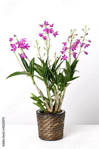 Orchid Dendrobium Berry Oda