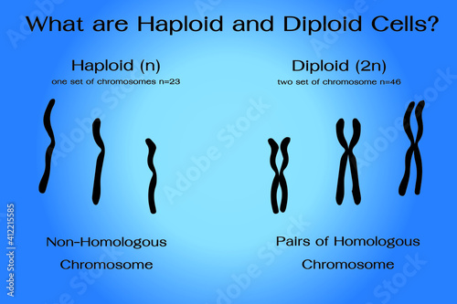 Differentiation of haploid and diploid chromosome in human 