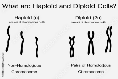 Differentiation of haploid and diploid chromosome in human 