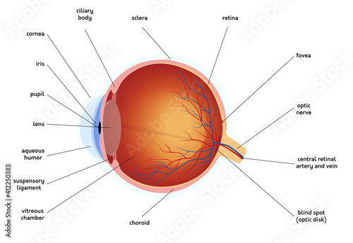 Human eye anatomy diagram, medical educational cross section illustration. Isolated on a white background.