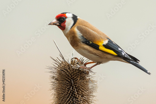 A european goldfinch (Carduelis carduelis) perched on a teasel to feed seeds.