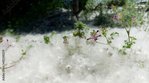 Cottonwood tree seeds blanketing the ground like snow.