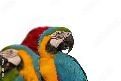 Beautiful of macaw isolated on white background
