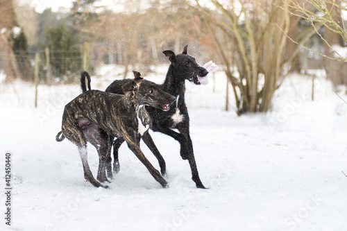 Zwei junge Windhunde spielen im Schnee