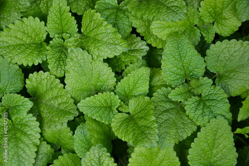 Melissa plant. Lemon balm in the garden. Countryside nature. Organic agriculture. Melissa foliage in the wild nature. Herb tea flavor. Village yard herbs.