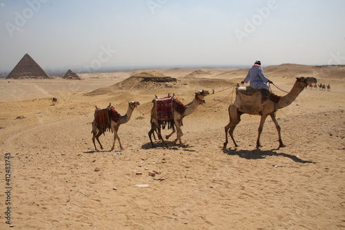 Hombre de espaldas montando en un camello y dirigiendo dos más por el desierto de Egipto