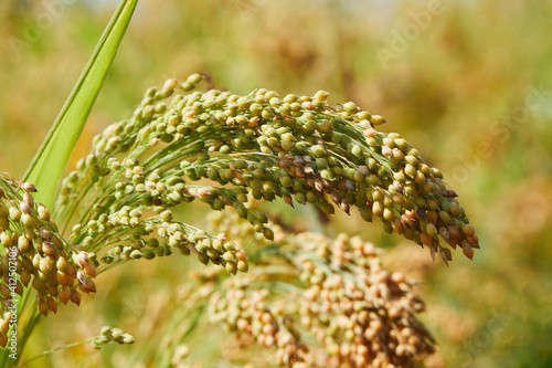 Plant of Panicum Miliaceum, commonly known as Proso Millet or Common Millet, on a blurry yellow green color background, close up