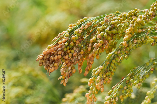 Plant of Panicum Miliaceum, commonly known as Proso Millet or Common Millet, on a blurry yellow green color background, close up