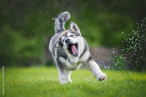 alaskan malamute puppy