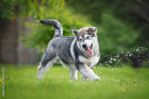 malamute puppy