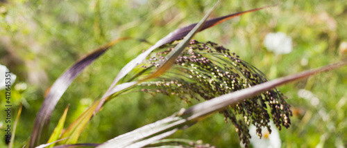 Proso Millet grain plant in the permaculture garden.