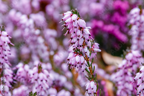 Erica carnea ( winter heath, winter-flowering heather, spring alpine heath ) pink Flowers. Flowering Erica carnea Ornamental plant.