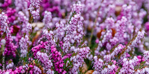 Erica carnea ( winter heath, winter-flowering heather, spring alpine heath ) pink Flowers. Flowering Erica carnea Ornamental plant.