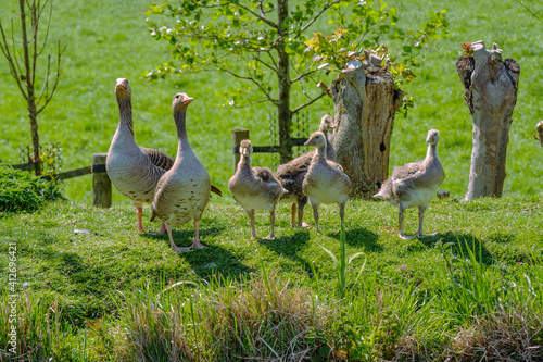 Greylag goose, Anser anser, family with goslings on a green field with pollard willows in the background in an agricultural area close to Rotterdam, the Netherlands
