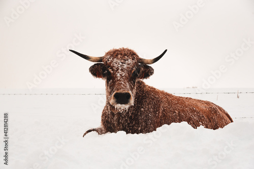 Vache de race Aubrac dans la neige, hiver, france