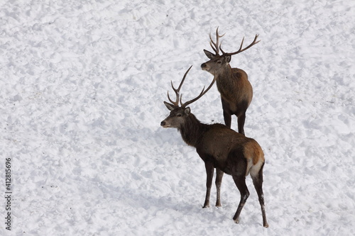 Herd majestic red deer on a snowy meadow behind the winter forest during suny day