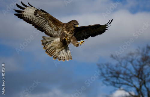 Common Buzzard