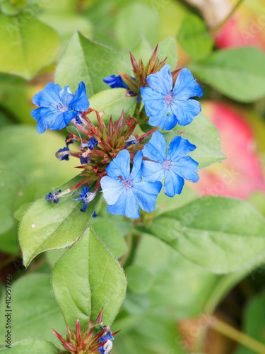 (Ceratostigma plumbaginoĩdes) Plumbago de Chine ou dentelaire bleue rampante à fleurs bleu-gentiane