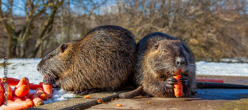 Muskrat Ondatra zibethicus or nutria Myocastor coypus rodent in natural habitat. Wildlife scene from Germany, Alzey, Rhineland Palatinate. The muskrats eats carrots in winter.