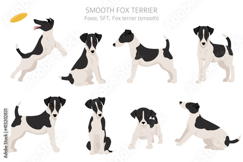 Smooth fox terrier clipart. Different poses, coat colors set.