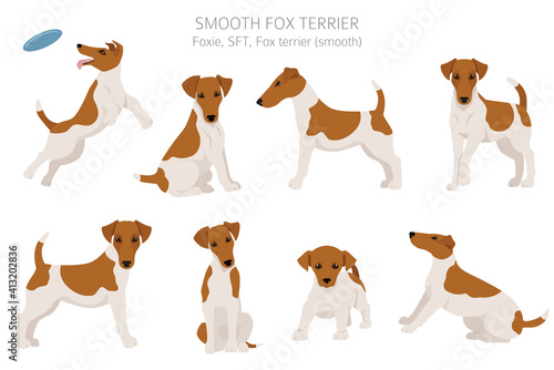 Smooth fox terrier clipart. Different poses, coat colors set.