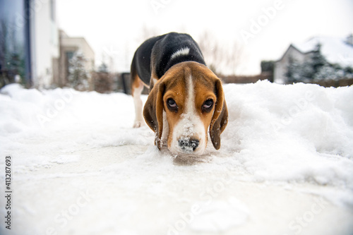 szczeniak beagle - świat z poziomu jego oczu