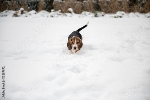 tropiciel szczeniak beagle podczas zabawy na śniegu 