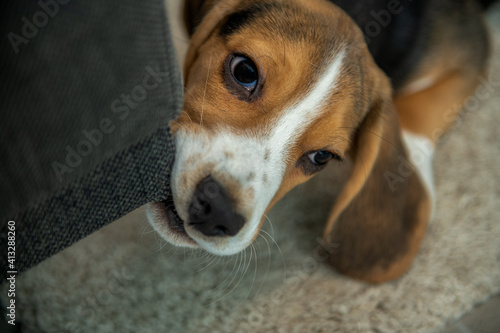 nieposłuszny beagle szczeniak gryzie meble