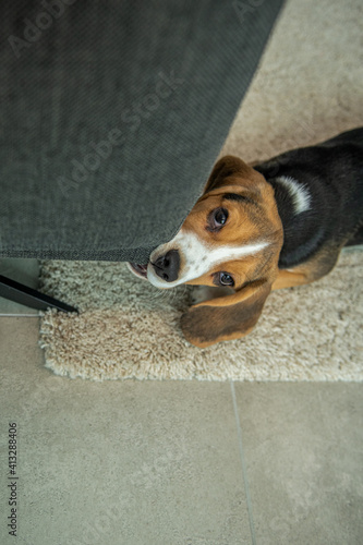 Mały beagle niszczy kanapę