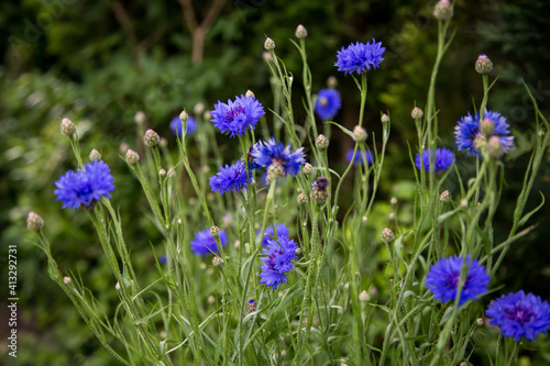 Blue cornflower or Centaurea cyanus