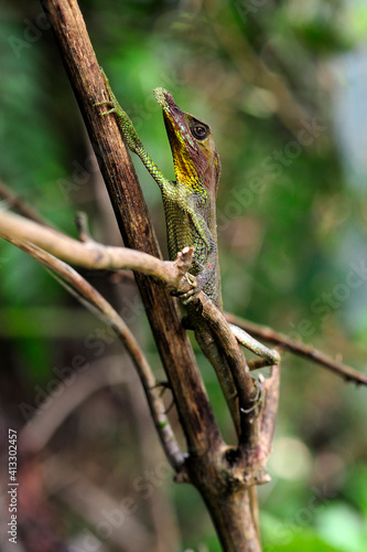 leaf-nosed lizard, Rhinoceros Agama // Tennenti-Hornagame, Blattnasenagame (Ceratophora tennentii) - Knuckles Mountain Range, Sri Lanka