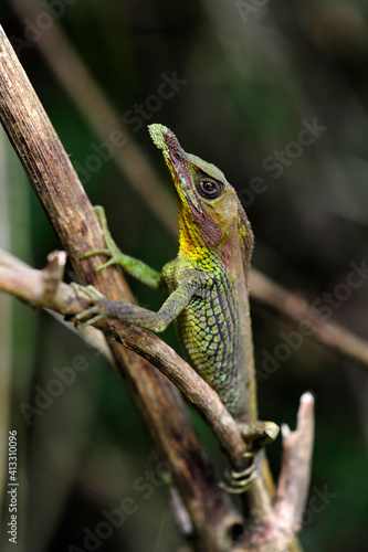 Leaf-nosed lizard, Rhinoceros Agama // Tennenti-Hornagame, Blattnasenagame (Ceratophora tennentii) - Knuckles Mountain Range, Sri Lanka