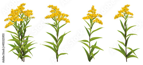 Solidago chilensis Asteraceae 3d big vector set goldenrod ragweed. Bouquet compilation isolated Yellow golden flower realistic officinal plant Allergy symbol. Wedding decoration Medical antibacterial