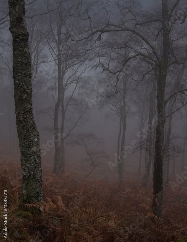 Gesta mgła brzozy we mgle Glen Lyon2