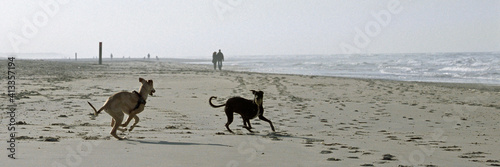 Hunde spielen am Strand