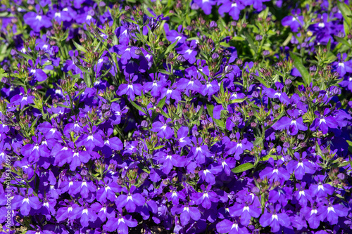 Summery purple floral background of blooming lobelia