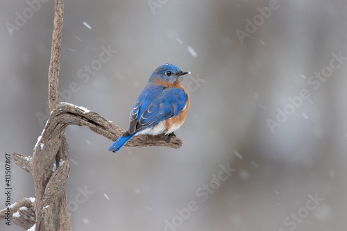 bluebird in snow