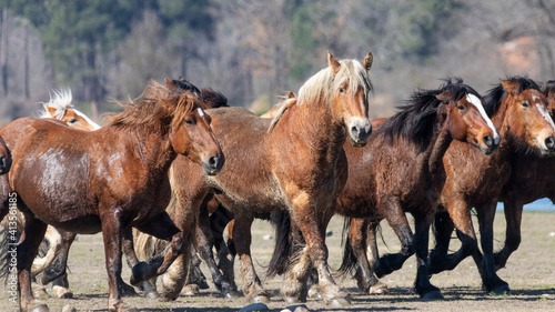 Grupo de caballos salvajes galopando por el campo libres.