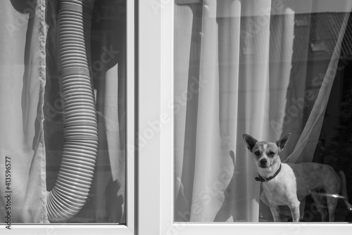 Perro chihuahua que se asoma por la ventana de su casa, rodeado por la cortina y el ducto del aire acondicionado.