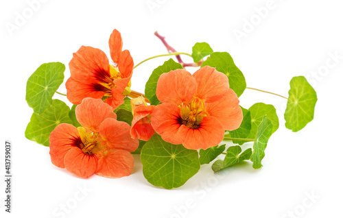 Orange nasturtium flowers.