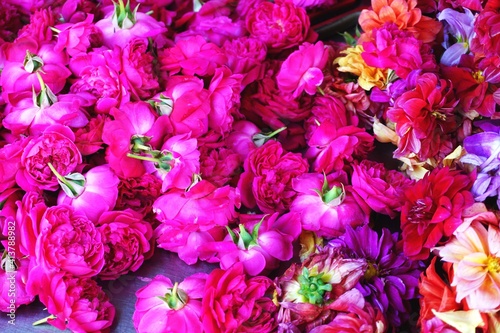 Pile of colorful cut flower blossoms with lots of intense pink colors