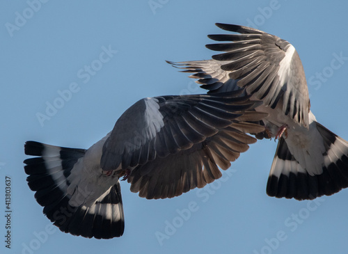 Two wood pigeons fighting with a blue sky