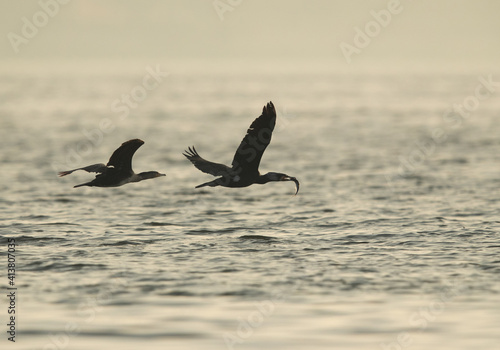 A Great Cormorant with a fish catch is chased by other at Tubli bay, Bahrain