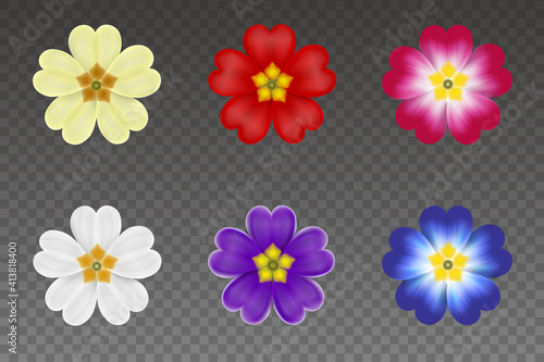 set of isolated primroses colorful spring flowers